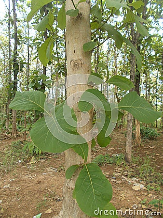 Young teak tree and the teak forest Stock Photo