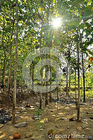 YOUNG TEAK TREES Stock Photo