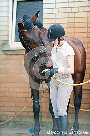 Young teenage girl equestrian preparing to wash her chestnut horse Stock Photo