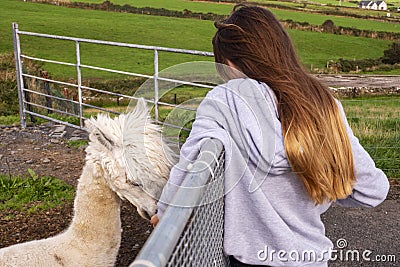 Young teenager girl feeding funny lama in an open farm or zoo. Warm summer sunny day. Learning nature concept Stock Photo