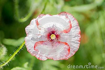 Young tender pink poppy Stock Photo