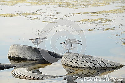 Young gulls by the river Stock Photo