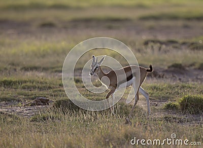 Young Thomson Gazelle at Amboseli National Park Stock Photo