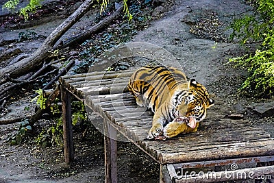 Young tiger gnaws big bone and looks into the frame. Large wild cat snuggled up on a wooden bridge among the trees. Close-up Stock Photo