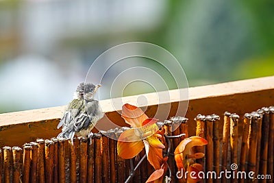 Young titmouse Stock Photo