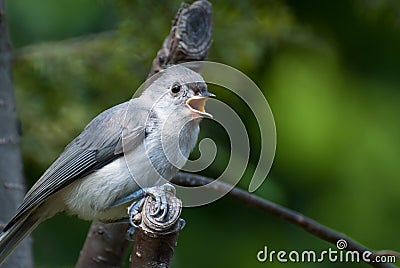 Young Titmouse Singing in a Tree Stock Photo