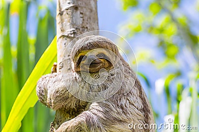 Young 3 Toed Sloth in its natural habitat. Amazon River, Peru Stock Photo