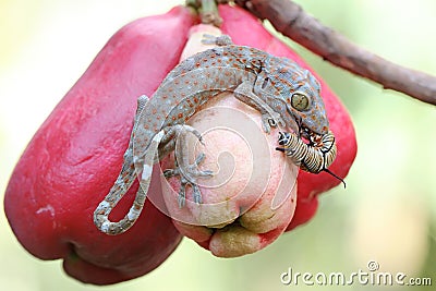 A young tokay gecko eating a caterpillar on a pink Malay apple fruit. Stock Photo