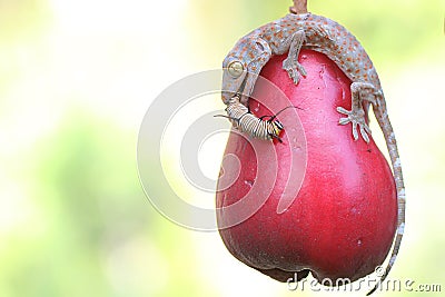 A young tokay gecko eating a caterpillar on a pink Malay apple fruit. Stock Photo