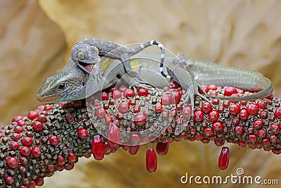 A young tokay gecko is fighting a common sun skink. Stock Photo