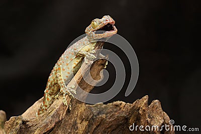 A young tokay gecko is looking for prey in a dry log. Stock Photo
