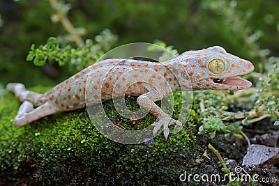 A young tokay gecko looking for preys on a rock overgrown with moss. Stock Photo