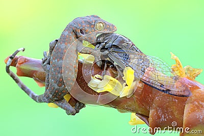A young tokay gecko preys on a cicada. Stock Photo