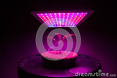 Young tomato plant under LED grow light Stock Photo