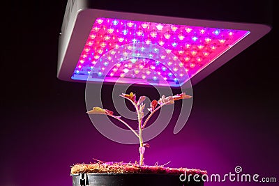 Young tomato plant under LED grow light Stock Photo