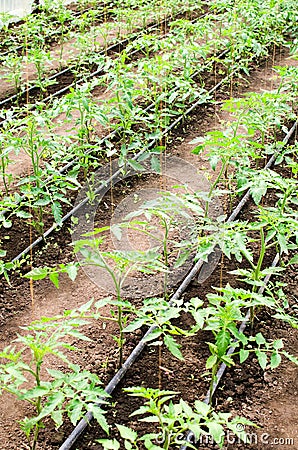 Young tomato plants Stock Photo