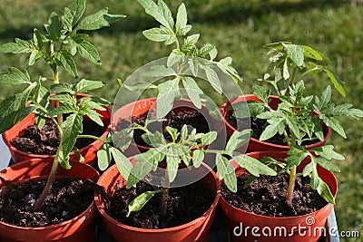 Young tomato plants in pots. Stock Photo