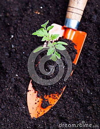 Young tomato seedling on small spade Stock Photo