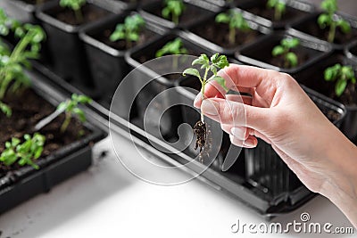 Young tomato seedling Stock Photo