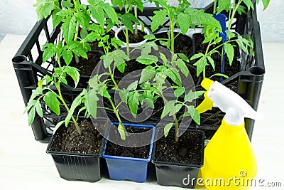 Young tomato seedlings in a box on the windowsill and yellow spray Stock Photo