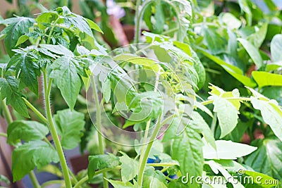 Young tomato shoots. Stock Photo