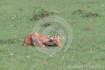 Young Topi or blue jeans antelope Stock Photo