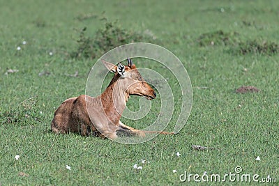 Young Topi or blue jeans antelope sitting up Stock Photo
