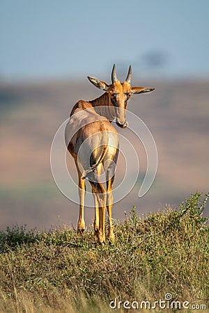 Young topi stands on mound looking back Stock Photo