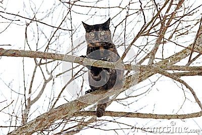 A young tortoiseshell cat in winter on a tree Stock Photo