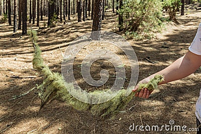 Young traveler holds in his hand a curved branch covered with lichen Pine tree forest with dry pine leafs needles carpet near the Stock Photo