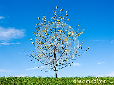 Young Tree in Autumn Stock Photo