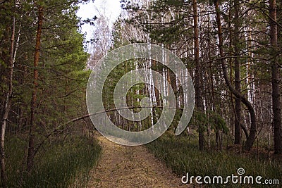 A young tree blocked the road. Stock Photo