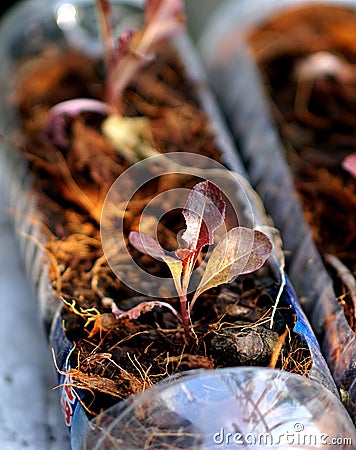 Young tree in the bottle Stock Photo