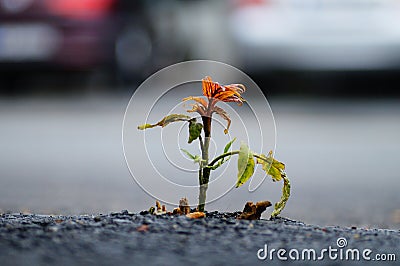 A young tree breaks through the asphalt. Stock Photo