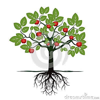 Young Tree with Green Leafs, Roots and Red Apples. Stock Photo