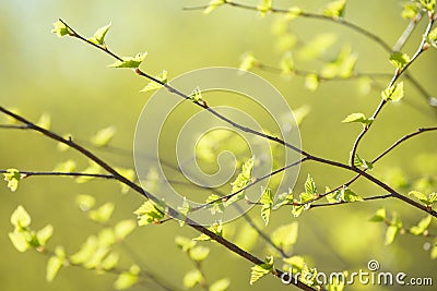 Young tree leaf and bud. New spring foliage appearing on branches. Tree or bush releasing buds. Seasonal forest. Stock Photo
