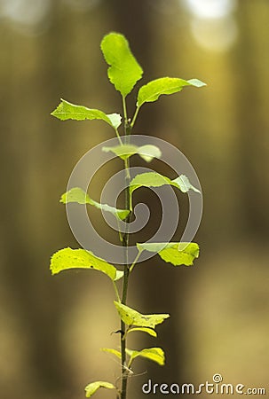 Young tree trying to reach sun Stock Photo