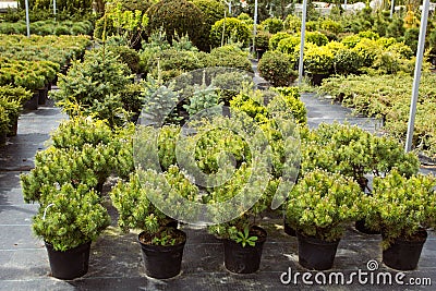 Young trees in the garden shop Stock Photo