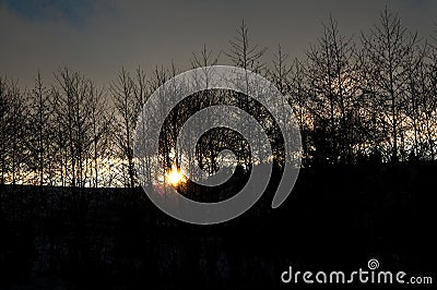 Young trees silhouette shot at sunset. Stock Photo