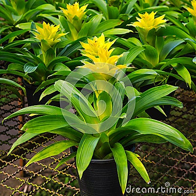 Young tropical pineapple Stock Photo