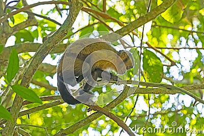 A Young Tufted Capuchin Monkey in the Trees Stock Photo