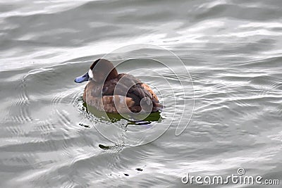 Young tufted duck swimming in the sea water Stock Photo