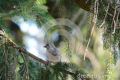 Young tufted titmo Stock Photo