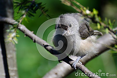 Young Tufted Titmouse All Fluffed Up Stock Photo