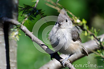 Young Tufted Titmouse All Fluffed Up Stock Photo