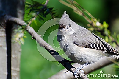 Young Tufted Titmouse Perched on a Branch Stock Photo