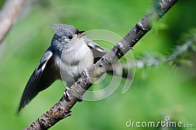 Young Tufted Titmouse Perched in a Tree Stock Photo