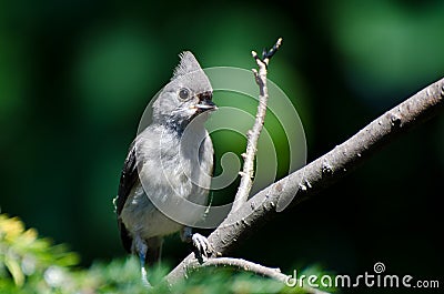 Young Tufted Titmouse Stock Photo