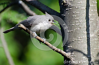 Young Tufted Titmouse Singing in a Tree Stock Photo