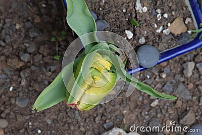 Young Pointed Tulip Bud Green Bracts in Planter01 Stock Photo